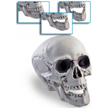 Teschio scheletro con mandibola mobile Cm. 15