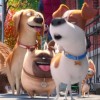 Pets