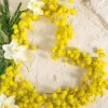 Festa della donna